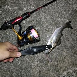 セイゴ（マルスズキ）