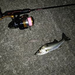 セイゴ（マルスズキ）