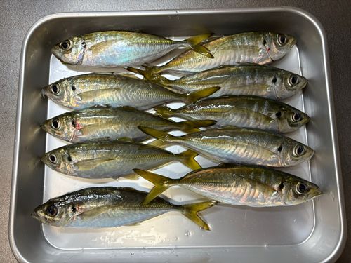 マアジの釣果