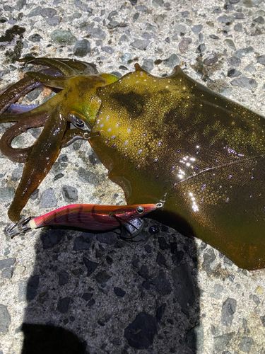 アオリイカの釣果