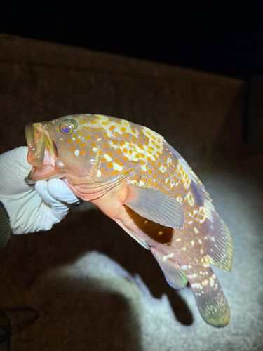 キジハタの釣果