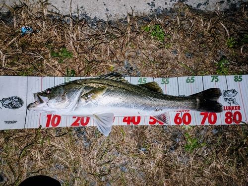 シーバスの釣果