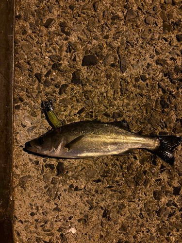 セイゴ（マルスズキ）の釣果