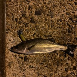 セイゴ（マルスズキ）