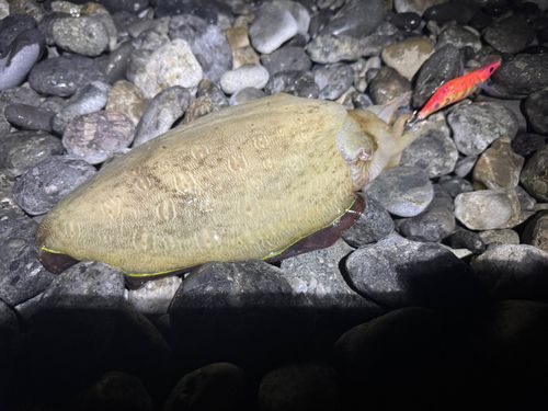 モンゴウイカの釣果