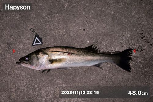 シーバスの釣果