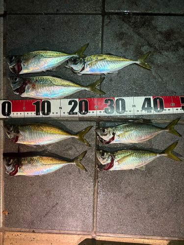 アジの釣果