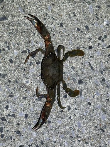 常滑りんくう釣り護岸