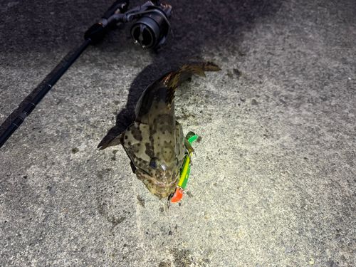 チャイロマルハタの釣果