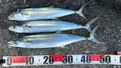 サゴシの釣果