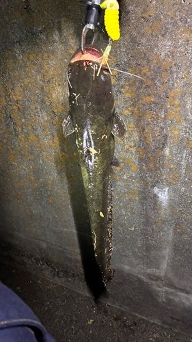 マナマズの釣果