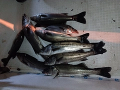 シーバスの釣果