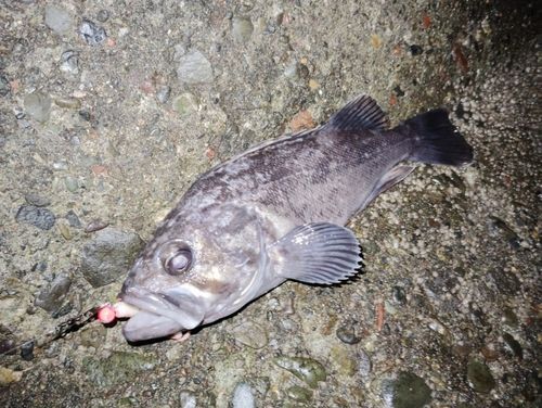 クロソイの釣果