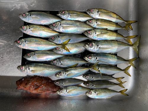 マアジの釣果