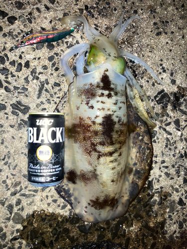 アオリイカの釣果