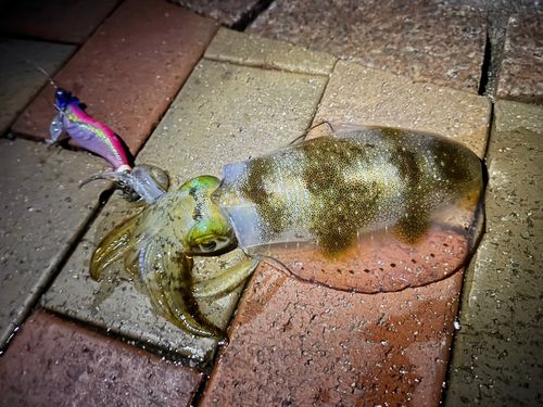 日明海峡釣り公園