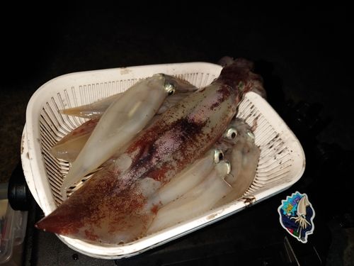 イカの釣果