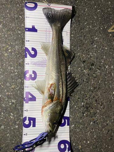 船橋港親水公園