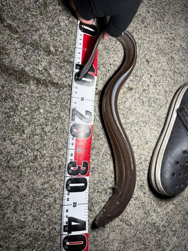 マアナゴの釣果