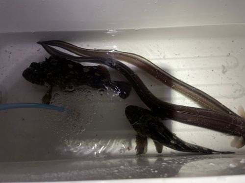 宮崎漁港（吉良サンライズパーク）