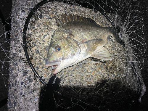 ディズニーリゾート付近