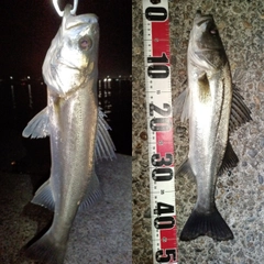 フッコ（マルスズキ）の釣果