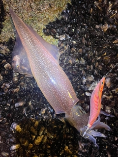 ヤリイカの釣果