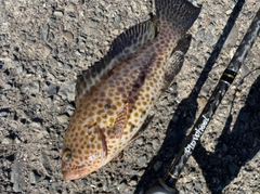 オオモンハタの釣果