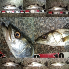 フッコ（マルスズキ）の釣果