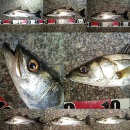 フッコ（マルスズキ）