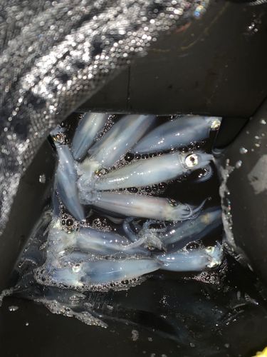 マメイカの釣果