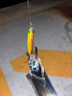 タチウオの釣果