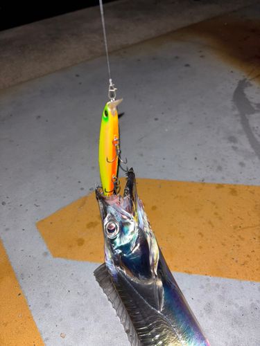 タチウオの釣果