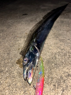 タチウオの釣果