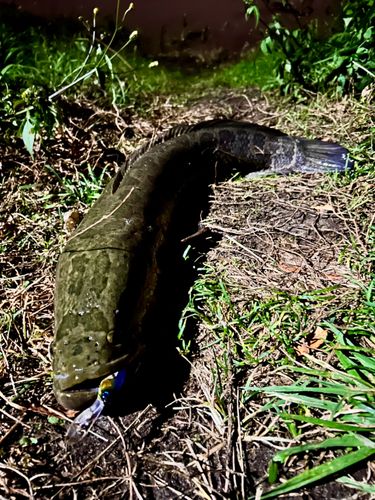 ライギョの釣果