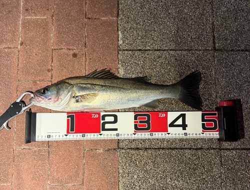 シーバスの釣果