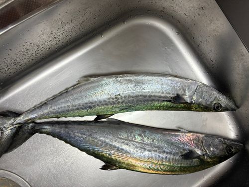 サゴシの釣果