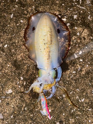アオリイカの釣果