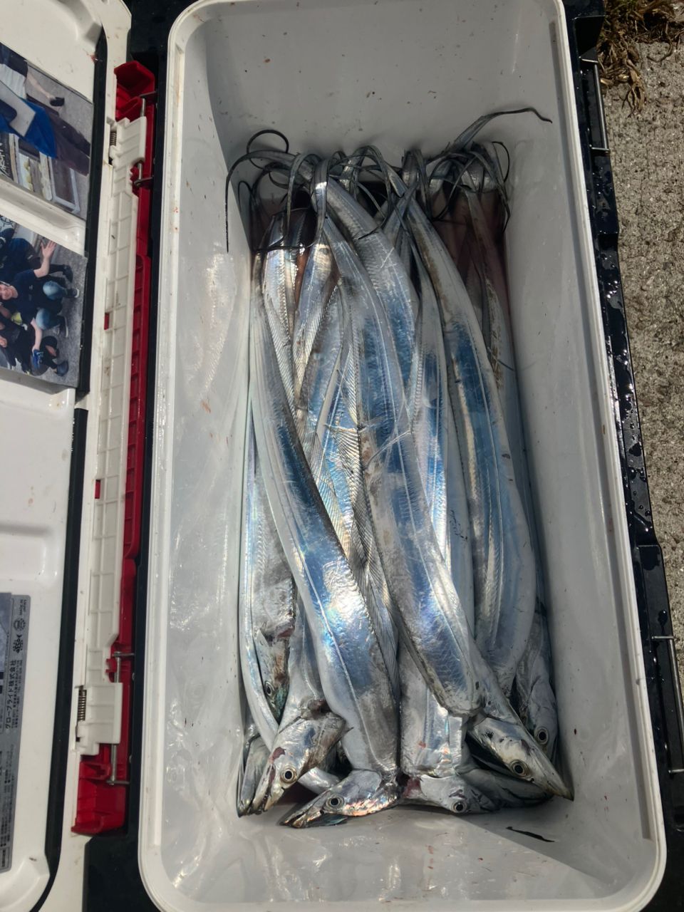 kunisanさんの釣果 2枚目の画像