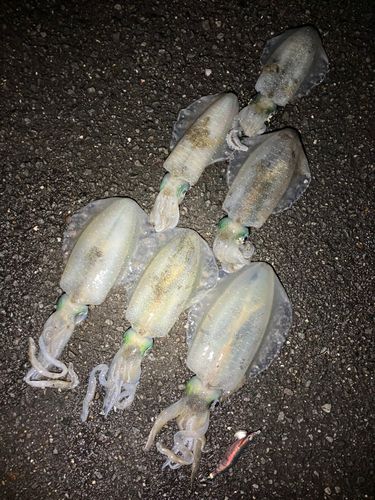 アオリイカの釣果