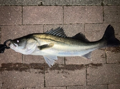シーバスの釣果