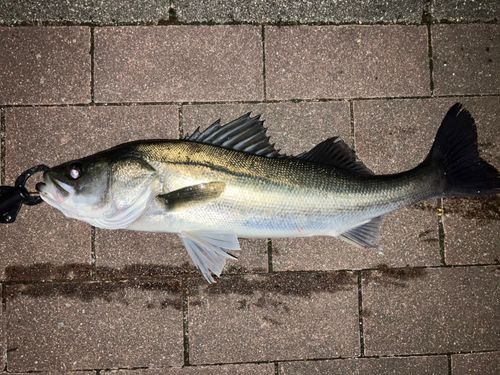 豊洲ぐるり公園
