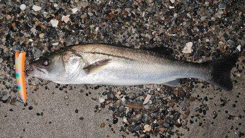 東京湾（アクアライン以北）