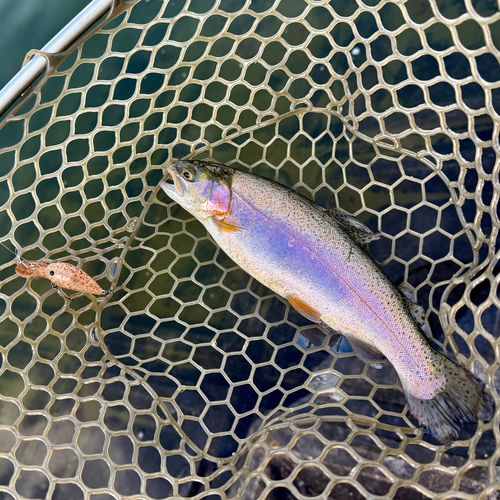 ニジマスの釣果