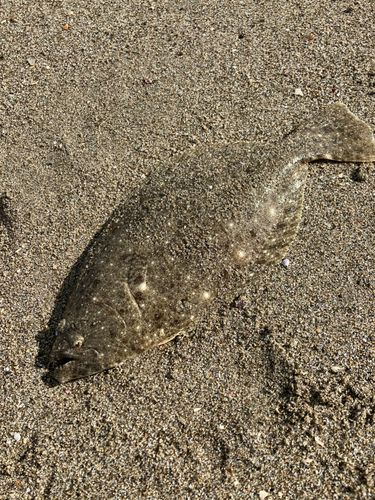ヒラメの釣果