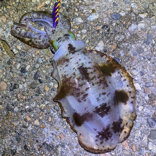 アオリイカの釣果