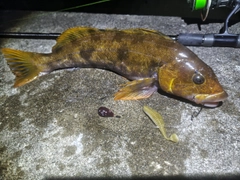 アイナメの釣果