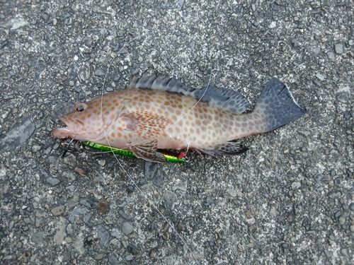 オオモンハタの釣果