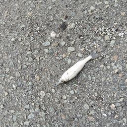 セイゴ（ヒラスズキ）