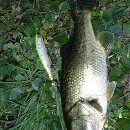 ラージマウスバス